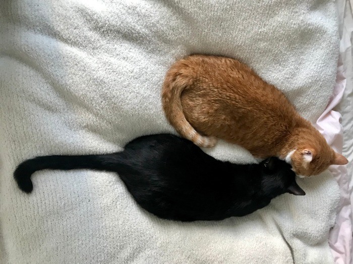 ごろりんのことが好きすぎるゴメズ