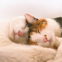 こっつんとろねこ