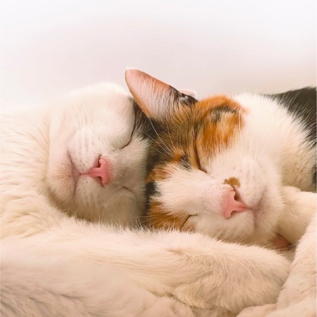 こっつんとろねこ