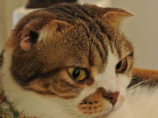 仕入れ値高騰、続く猫ブーム　遺伝性の病、広がりに懸念