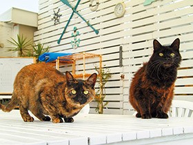 海辺をさまよう猫を放ってはおけない　海と動物を愛する夫妻、野良猫たちの命つなぐ