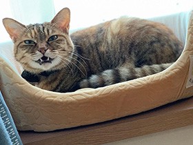 甘えん坊で食いしん坊のお姫さま　キジトラの「そら」