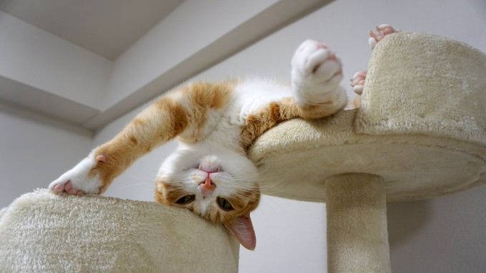 やんちゃなクウちゃんはリモート取材中にも飼い主さんの肩に飛び乗ってきました