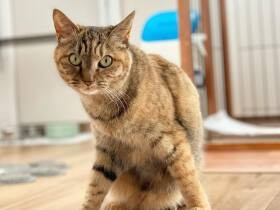 視線を感じて振り返ったらこのポーズ　河川敷に投げ捨てられた過去を持つ猫「ノルン」