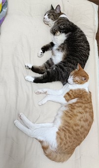 「まめたろのお尻を枕にしたいチョロすけ。このあと起きたまめたろに怒られます」（提供：まめたろさん）