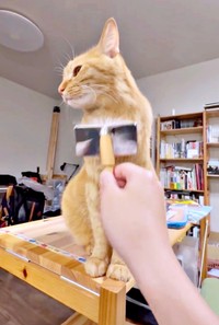 ブラッシングスタート！ 慣れた様子で応じるこいもちゃん（画像提供：こいもちゃんさん）