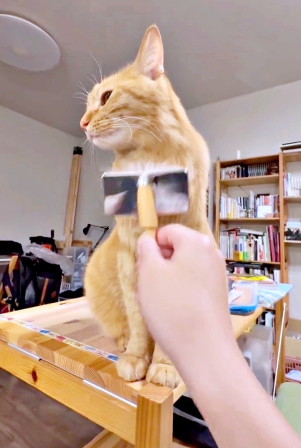 ブラッシングスタート！ 慣れた様子で応じるこいもちゃん（画像提供：こいもちゃんさん）