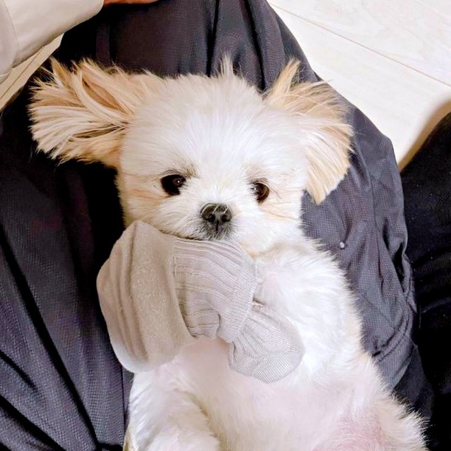 靴下をゲットしたみかんちゃん！ 大事そうにぎゅっとする姿がかわいい（画像提供：みかん日記（犬）さん）