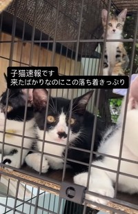 来たばかりなのに落ち着いています（「はちわれ農園」さん提供、Instagramよりキャプチャ撮影）