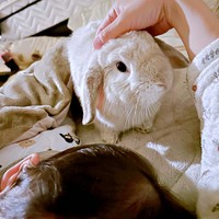 息子さんの寝かしつけ中、「撫でて」とやって来たまふぃんくん（画像提供：まふぃん君さん）