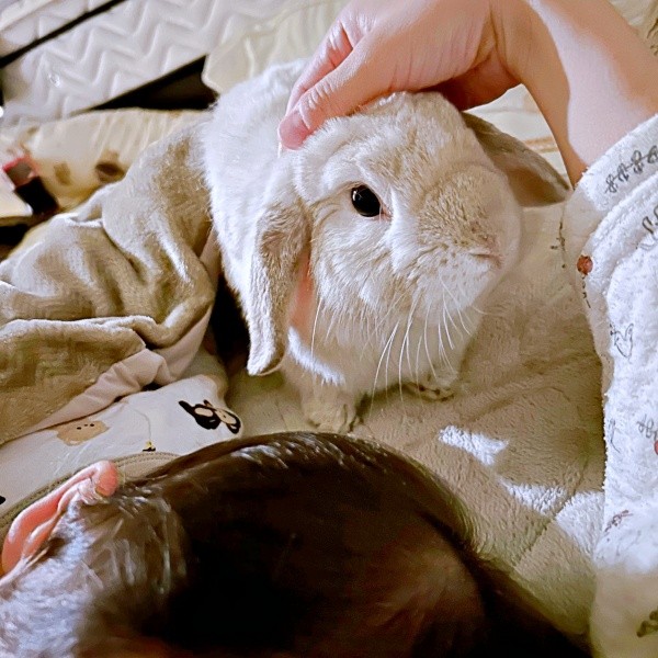 息子さんの寝かしつけ中、「撫でて」とやって来たまふぃんくん（画像提供：まふぃん君さん）