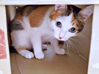 2022年、お迎えまもない頃の桜ちゃん（画像提供：恵美子with三毛猫桜 時々旦那さん）