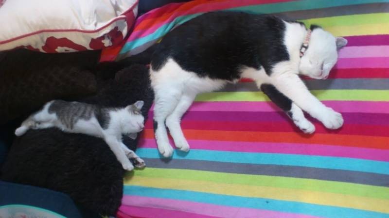 たろと、たらこ（知枝さん提供）