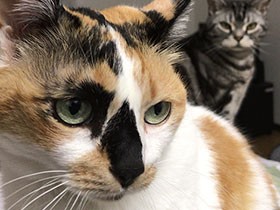 新作映画「猫は抱くもの」　１人と１匹、境界線の物語　