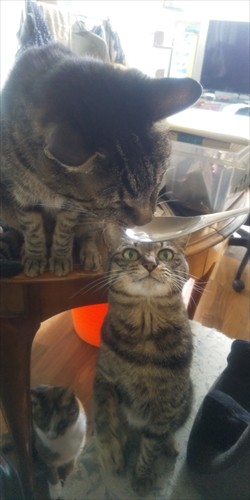 鶏むね肉を湯がいたあとのスープをおすそわけ。我も我もと集まりますが「はい、順番待ち！」