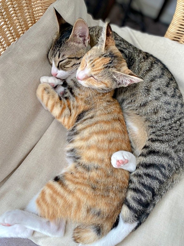 仲良く寄り添って眠る（左から）さごしちゃん、かつおちゃん（画像提供：ネムノキさん）