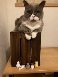 おうちでは、かわいいドヤ顔を見せることも