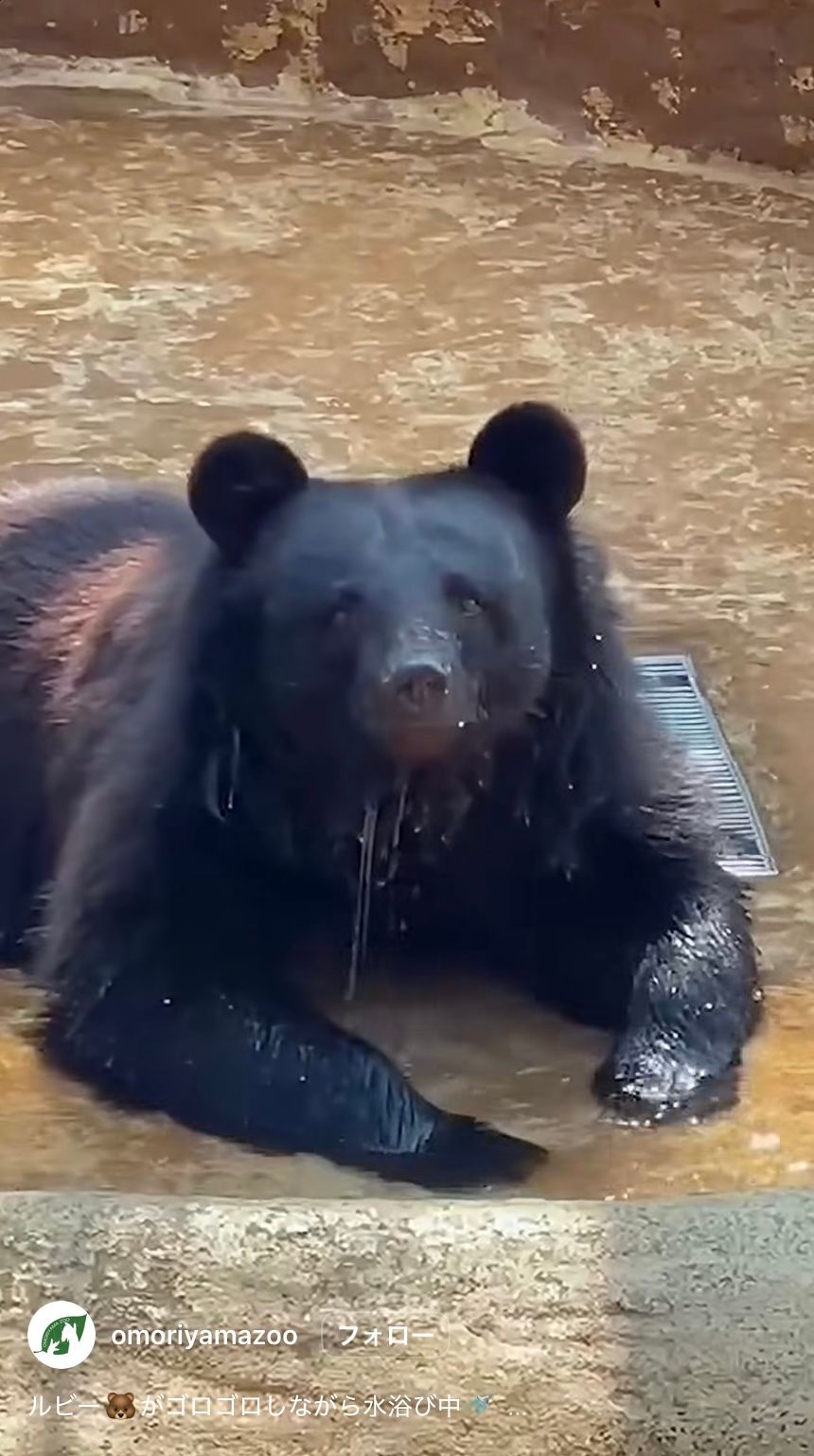 飼育しているツキノワグマが脱走」営業中の動物園→園内で捕獲