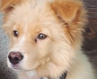 脱走騒ぎから約２ヶ月後、モコは幸せな第2の犬生を歩むことになりました