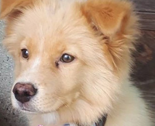 脱走騒ぎから約２ヶ月後、モコは幸せな第2の犬生を歩むことになりました