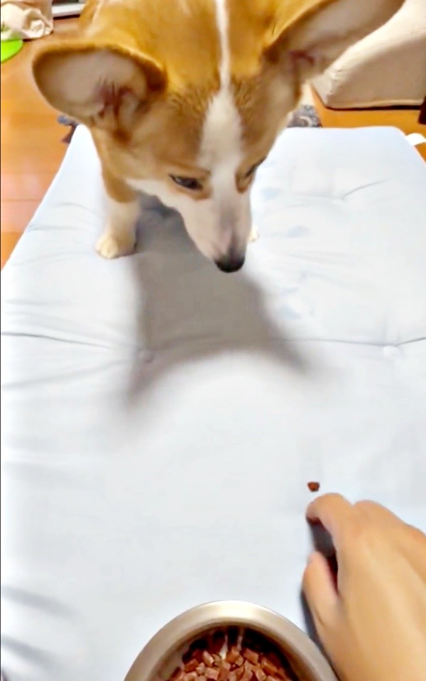 最後はちゃんと完食したひめちゃん！ 飼い主さんは遊び感覚で食べてもらいました（画像提供：ᴄᴏʀɢɪひめ  nametti2kdさん）