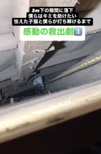 3メートル下の隙間に落ちてしまった子猫の救出劇が話題に（佐々木 幸一さん提供、Instagramよりキャプチャ撮影）