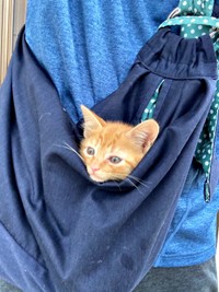 保護翌日、スリングにすっぽりおさまるむぎちゃん（画像提供：むぎと人間さん）