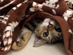 車のエンジンルームに入り込んでいた子猫　発見してくれた整備士の家ですくすく成長