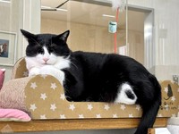 執務中の「ロイ」常務（画像：三協精器工業）