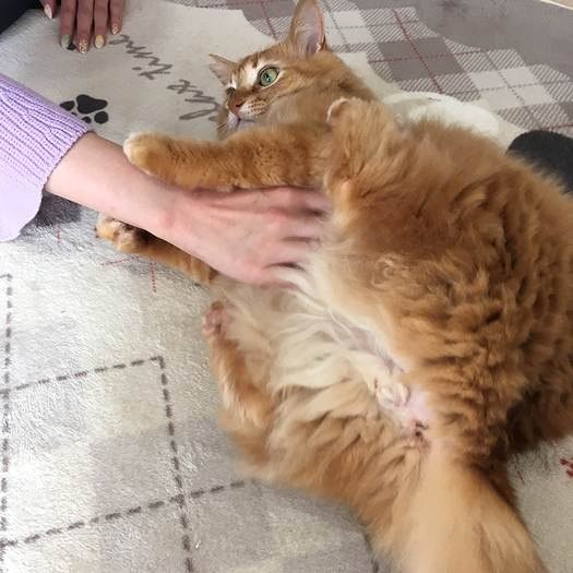 ママにじゃれるケンちゃん