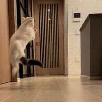 ジャンプパーンチ！！！＝立ち耳スコのフクさん（@fukuneko_47）提供
