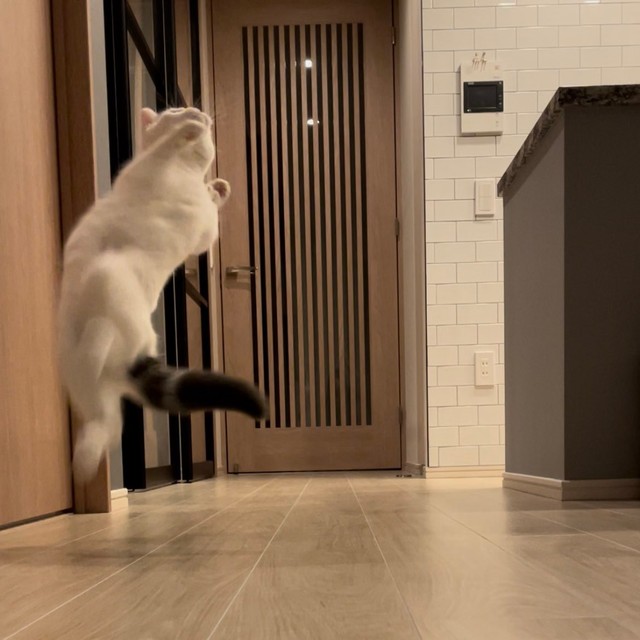 ジャンプパーンチ！！！＝立ち耳スコのフクさん（@fukuneko_47）提供
