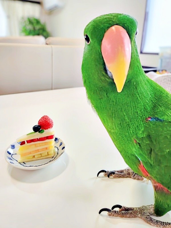 4歳の誕生日。野菜ケーキでお祝いしてもらったオオハナさん（画像提供：ゴンさん）