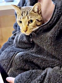 飼い主さんの上着に入って顔をのぞかせるzozoくん（画像提供：zozoさん）