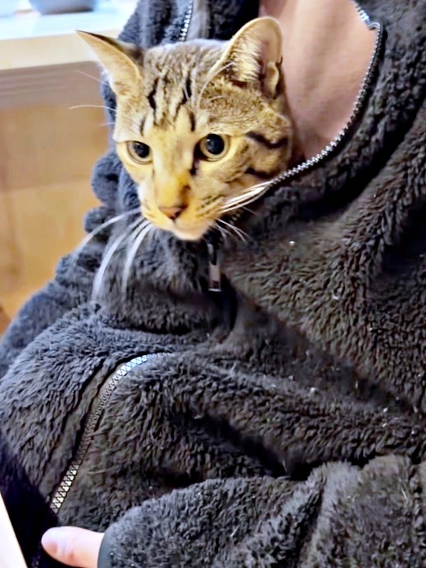 飼い主さんの上着に入って顔をのぞかせるzozoくん（画像提供：zozoさん）