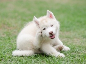 カリカリ、ぺろぺろ……犬が「かゆがる」原因は？　知っておきたい症状と注意点