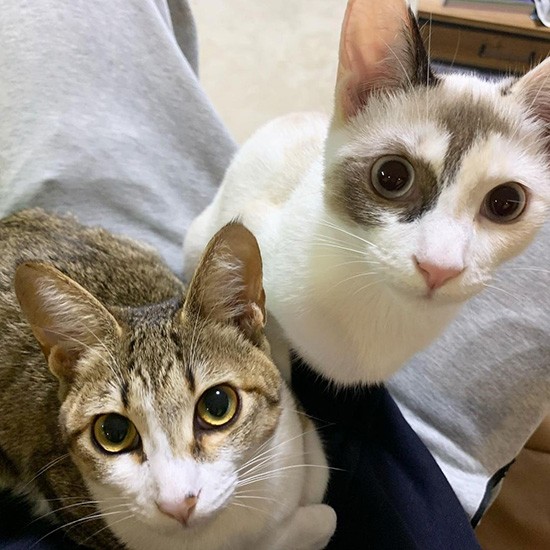 10月、パパのおなかに仲良く乗って「プニプニのおなかですね」（フクハラさん提供）