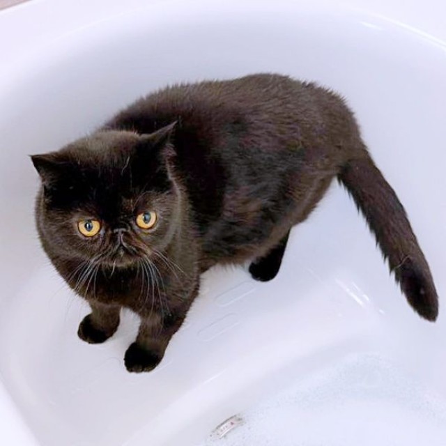 シャンプー前、ふわもふのかげちゃん。この後、激変！？（画像提供：こてつくんとかげつちゃん）