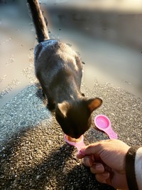 保護前、少しずつ距離を縮めて、飼い主さんのそばでおやつを食べるようになったクロミ姫ちゃん（画像提供：安田武史さん）