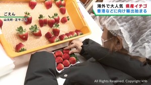 宮城県産イチゴを海外６つの国と地域に輸出　１月１５日いちごの日