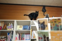 店内には「Book-R篠崎」という一棚店主の古本屋も併設されている