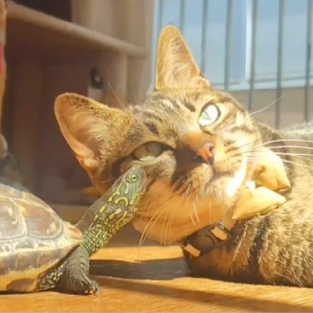 いつまでもお幸せに（飼い主さん提供）