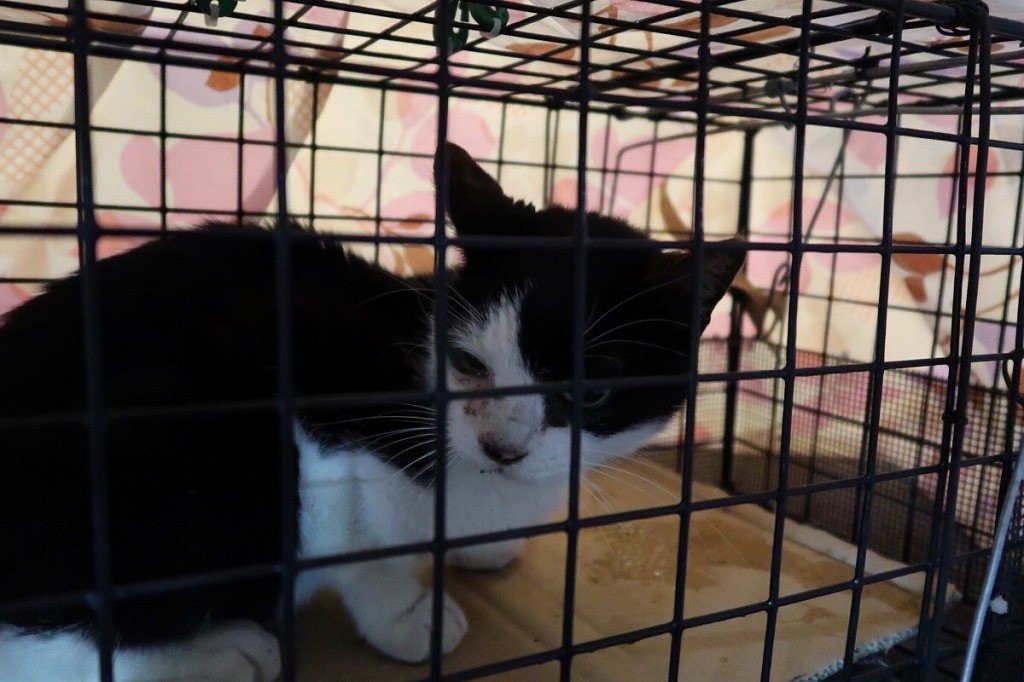 15歳の老猫ハナちゃん、引っ越し業者の不手際で逃走！…80歳近い