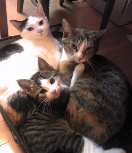 渡部家の猫の半分が、ボビ・サビファミリー。保護されたのち、ボビはエンマを出産した