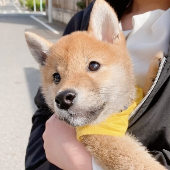 家にきたころの「ぽち丸」

