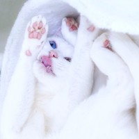 どうやってそうなったのか、荒ぶるくららちゃん（提供：るかくらさん）