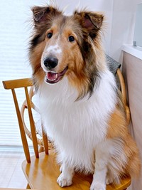 人も犬もぬいぐるみも大好き♡ 一緒にくつろぐベルカくん（画像提供：ジト目のベルっち シェルティさん）