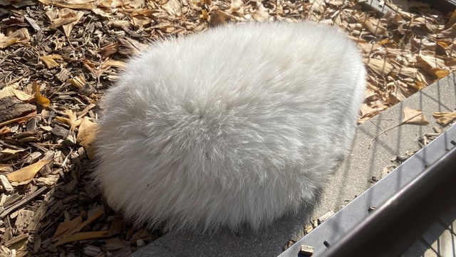 丸まってお昼寝中…冬毛のアキラさん　写真提供：周南市徳山動物園