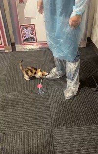獣医の先生も驚く回復ぶり！（Megumiさん提供）