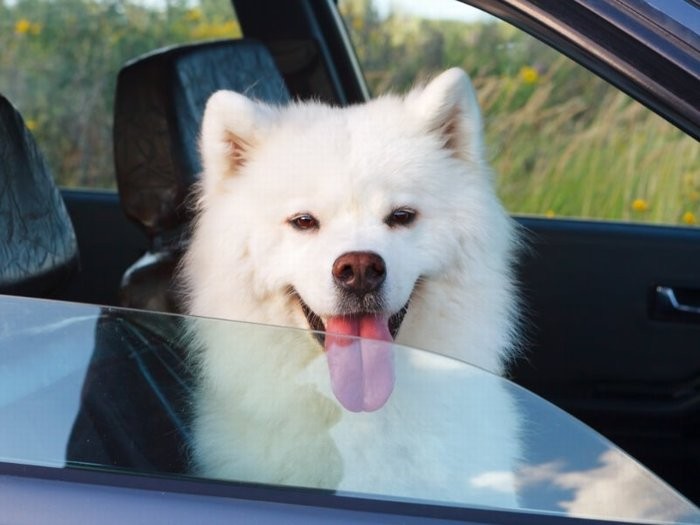 夏の車内放置は厳禁